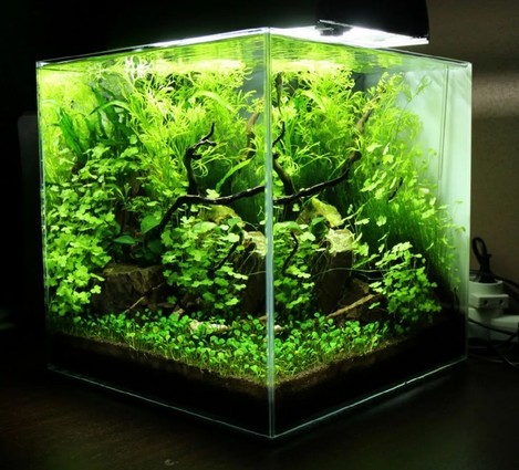 аквариум купить