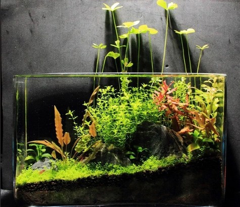 аквариум купить